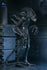 [PRE-ORDER] NECA - Aliens (1986) 40th Anniversary - Ultimate Xenomorph Warrior (Blue) Action Figure (51647)