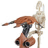 Star Wars: The Black Series - The Phantom Menace - STAP & Battle Droid Deluxe Exclusive Action Figure (F9224) LOW STOCK